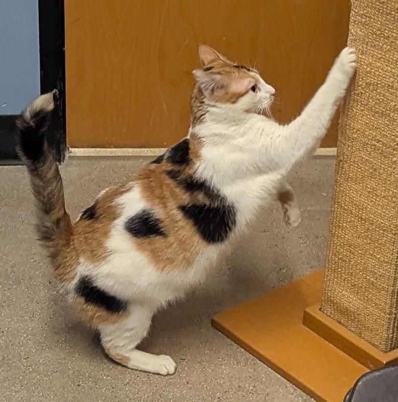 Enlarge Marigold, a Adoptable Calico in Fullerton, CA image 1/5