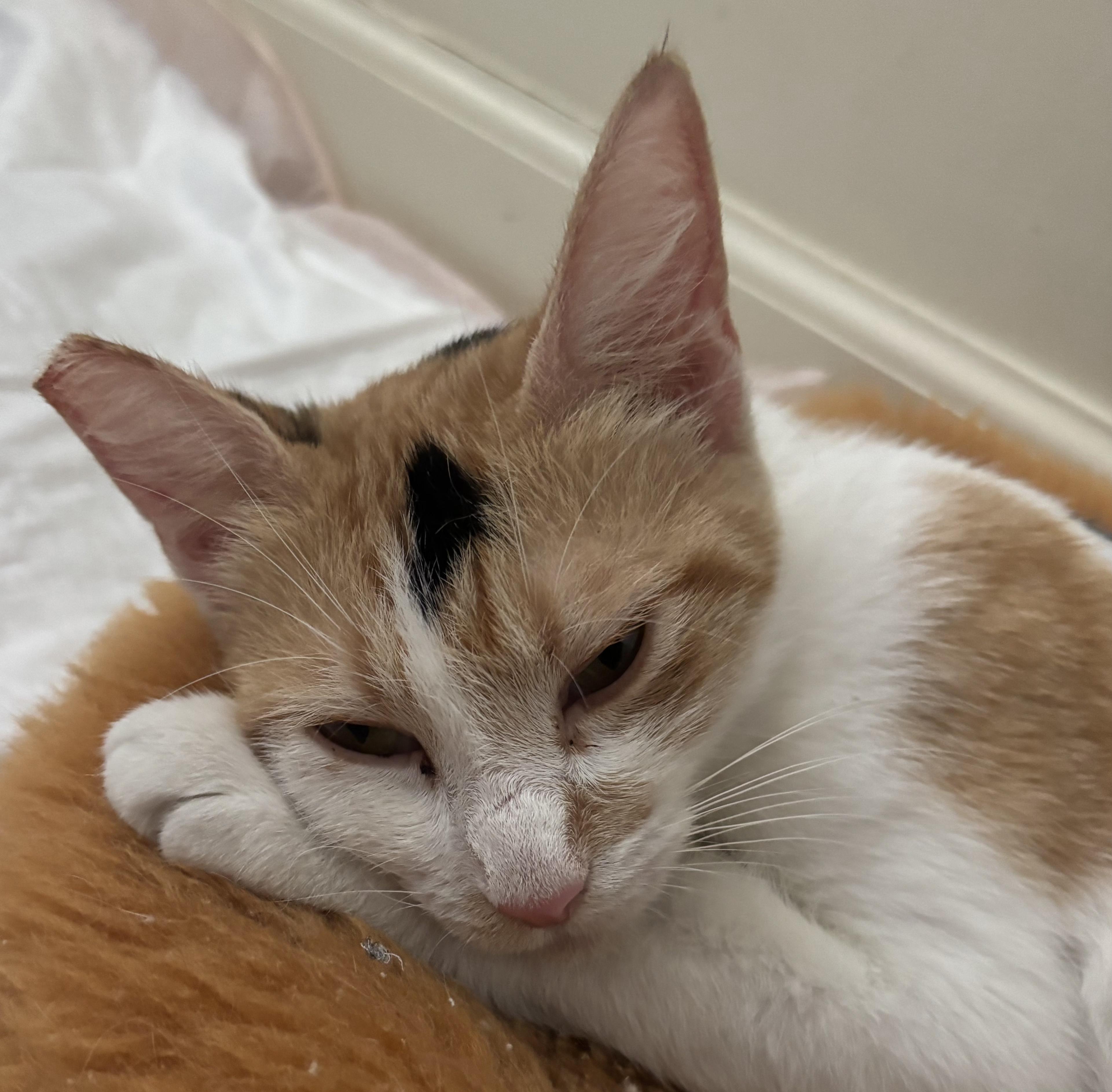 Marigold, a Adoptable Calico in Fullerton, CA image 2/2