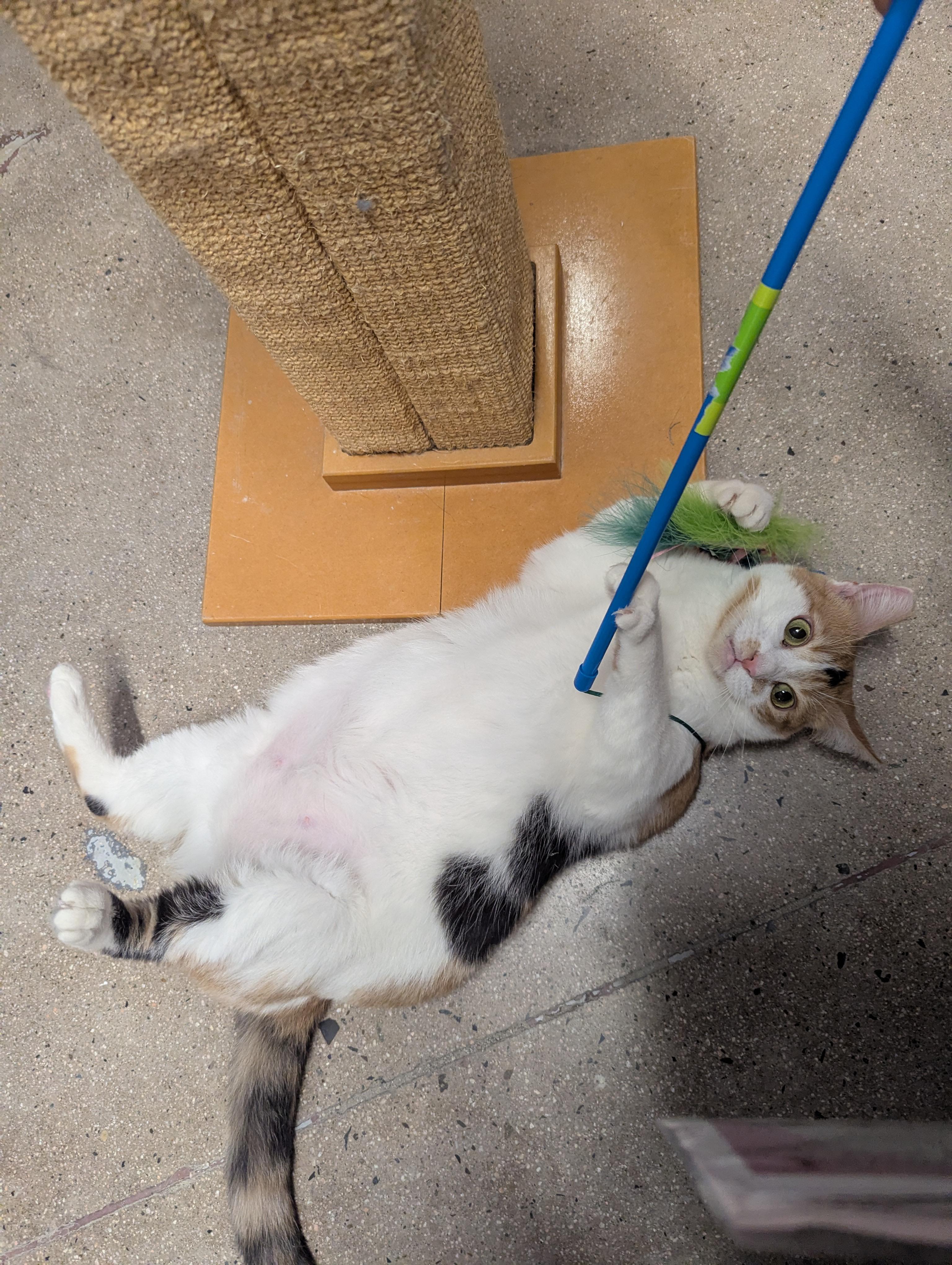 Enlarge Marigold, a Adoptable Calico in Fullerton, CA image 4/5