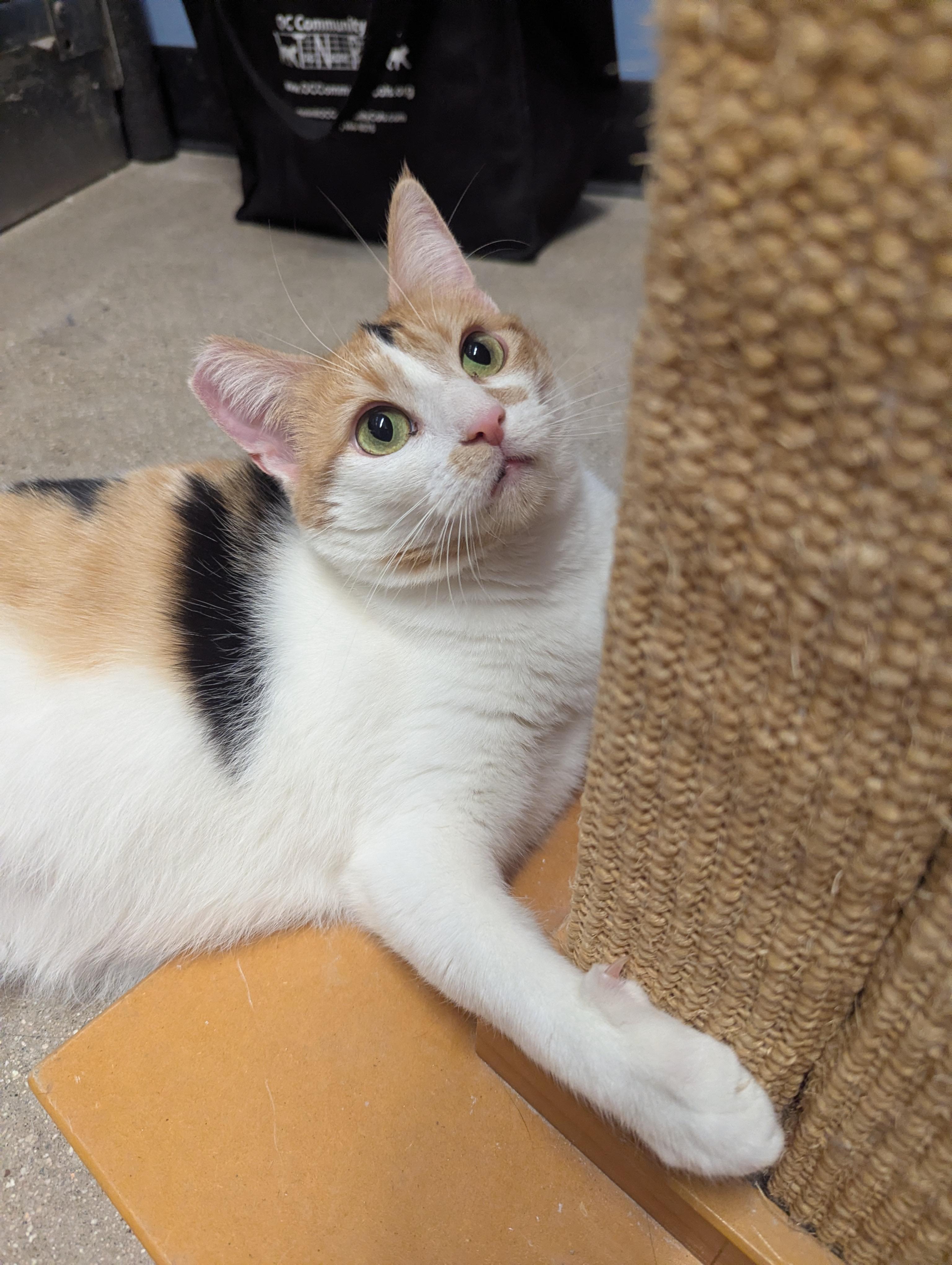 Enlarge Marigold, a Adoptable Calico in Fullerton, CA image 5/5