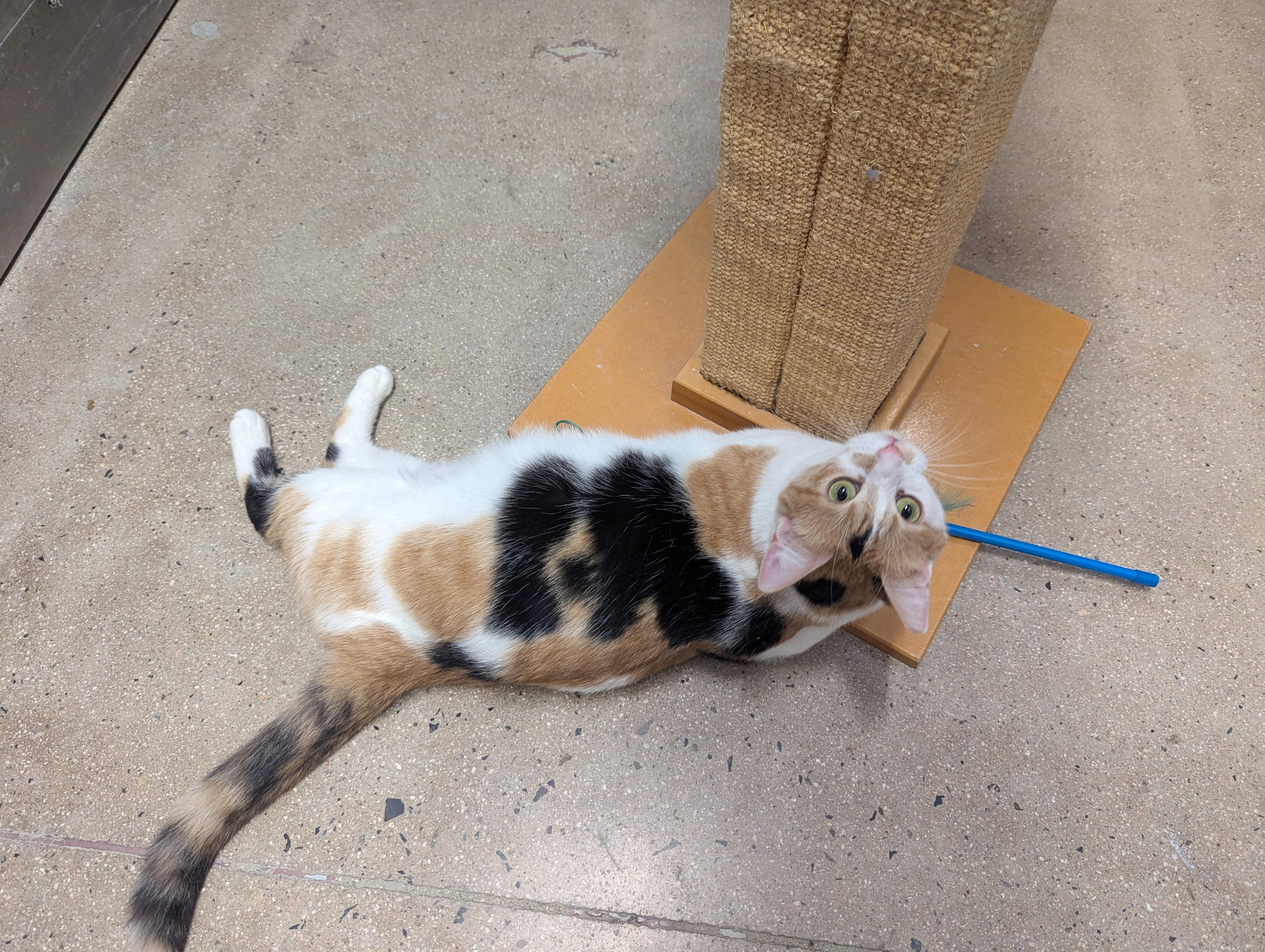 Enlarge Marigold, a Adoptable Calico in Fullerton, CA image 3/5