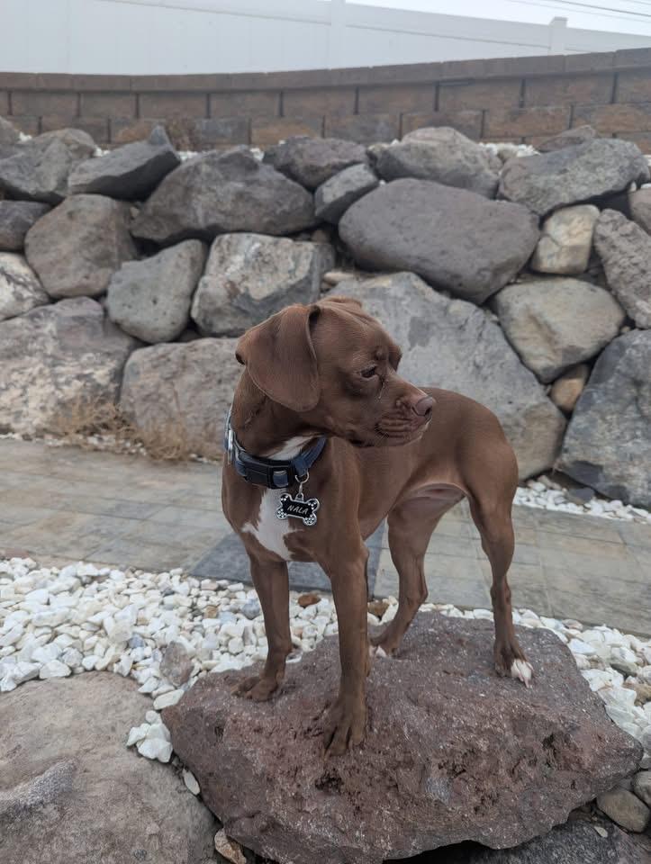 Enlarge Nala , an adopted Puggle in Pocatello, ID image 3/3