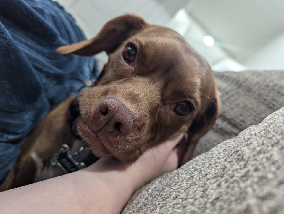 Enlarge Nala , an adopted Puggle in Pocatello, ID image 2/3