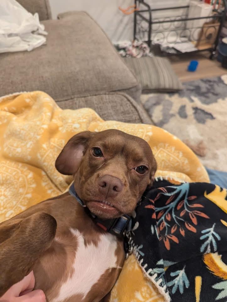 Nala , adopted, Adult Female Puggle.