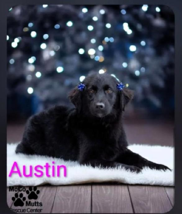 Enlarge Austin , a ADOPTABLE mixed breed in Chardon, OH image 1/1