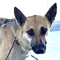 Valerie - EUTHANASIA LIST, Adoptable, Young Female German Shepherd Dog.