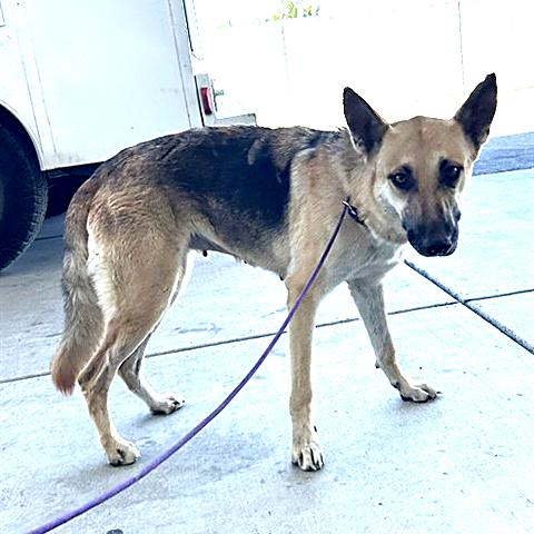 Enlarge Valerie - EUTHANASIA LIST, a Adoptable German Shepherd Dog in Thousand Oaks, CA image 2/2