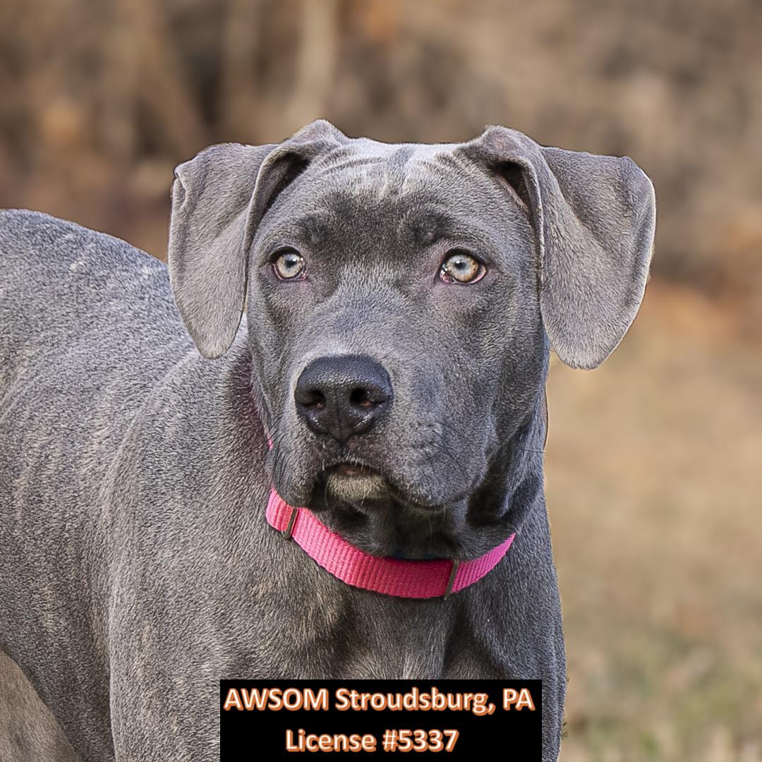 Lucy Van Pelt, an adopted mixed breed in Stroudsburg, PA image 1/2