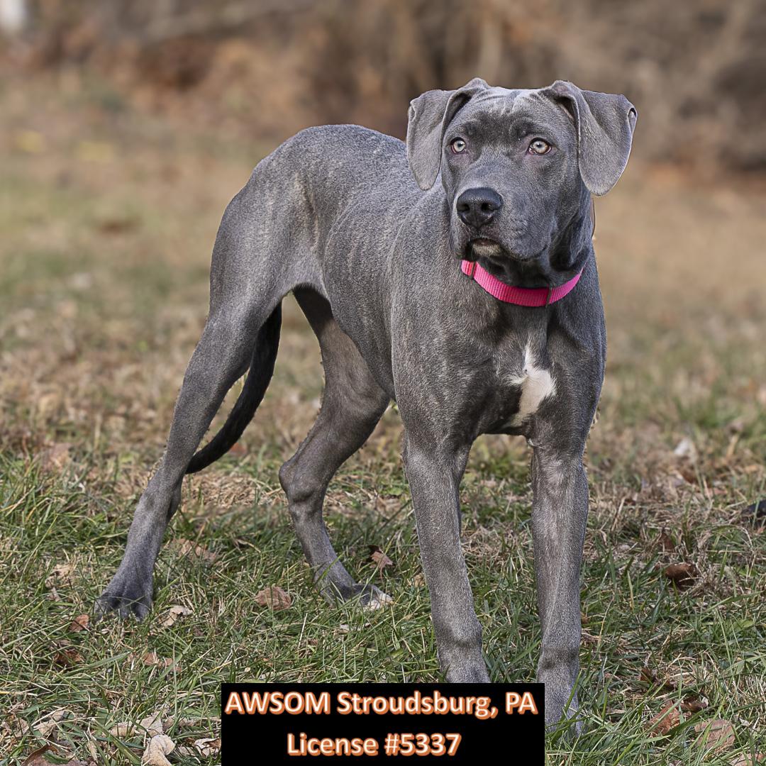 Lucy Van Pelt, an adopted mixed breed in Stroudsburg, PA image 2/2