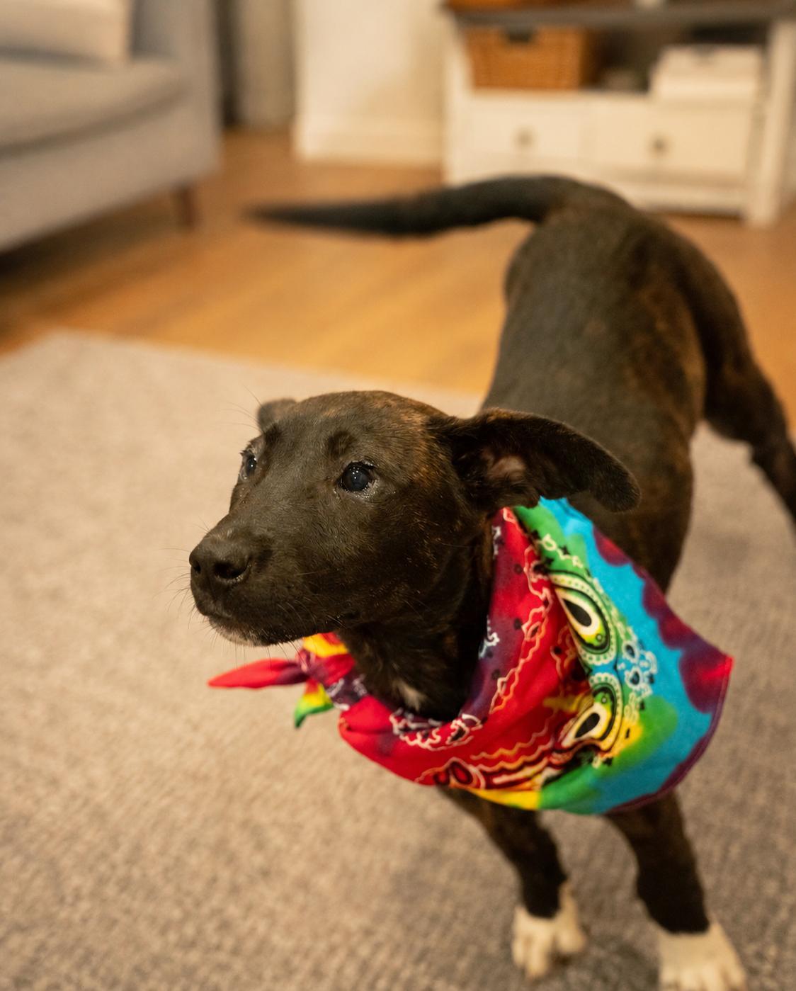 Benedict AKA Benny, Adoptable, Young Male Black Mouth Cur & Black Labrador Retriever.