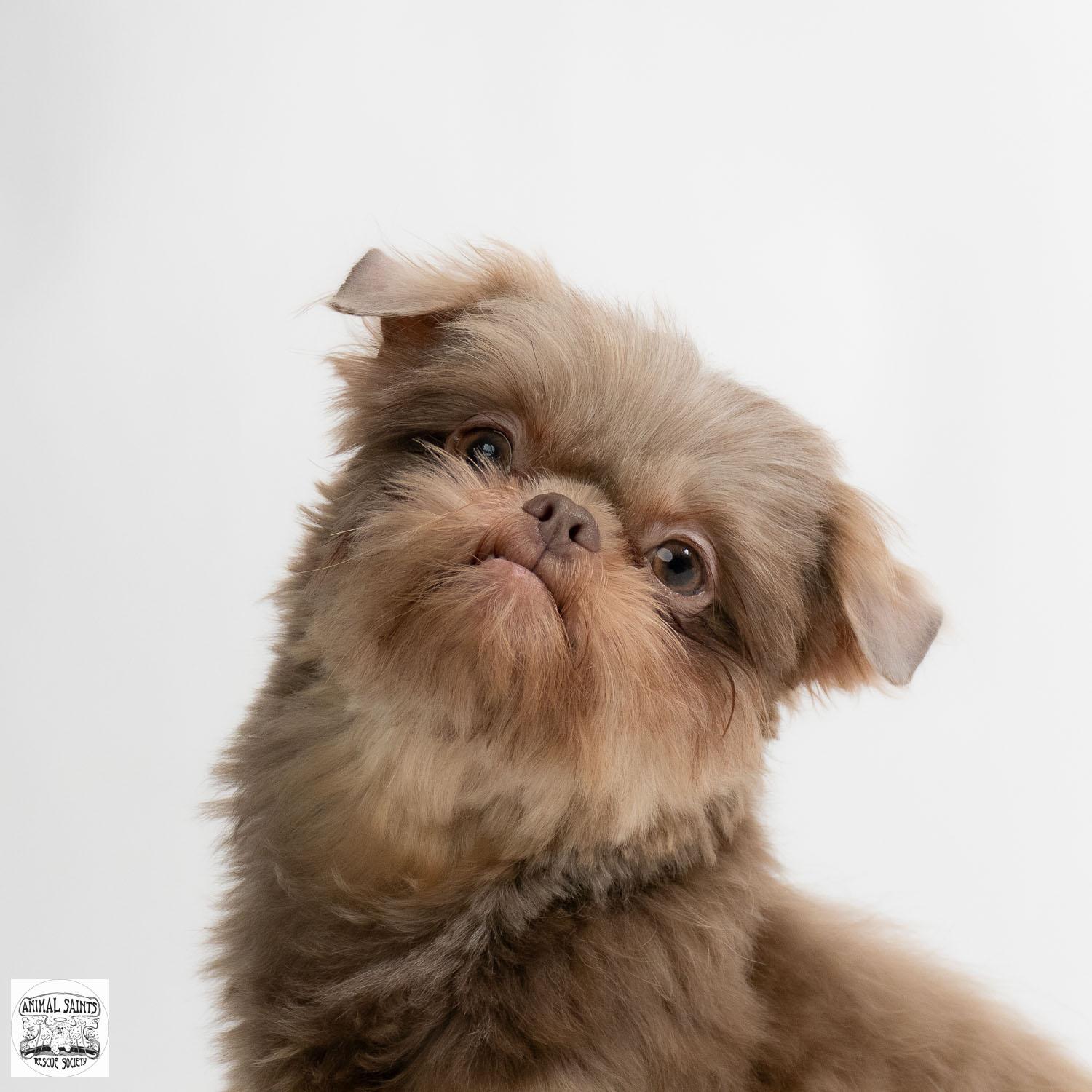 Enlarge Jemma, an adopted Shih Tzu in Fort Montgomery, NY image 3/6
