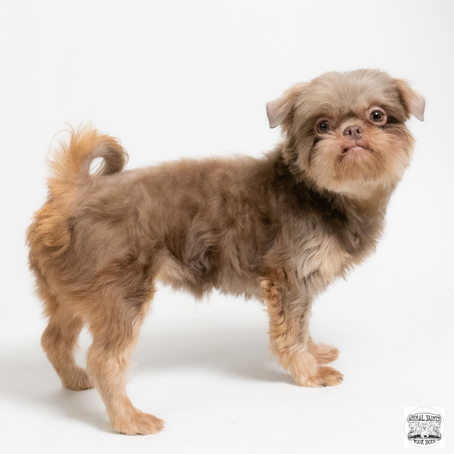 Jemma, adopted, Young Female Shih Tzu.