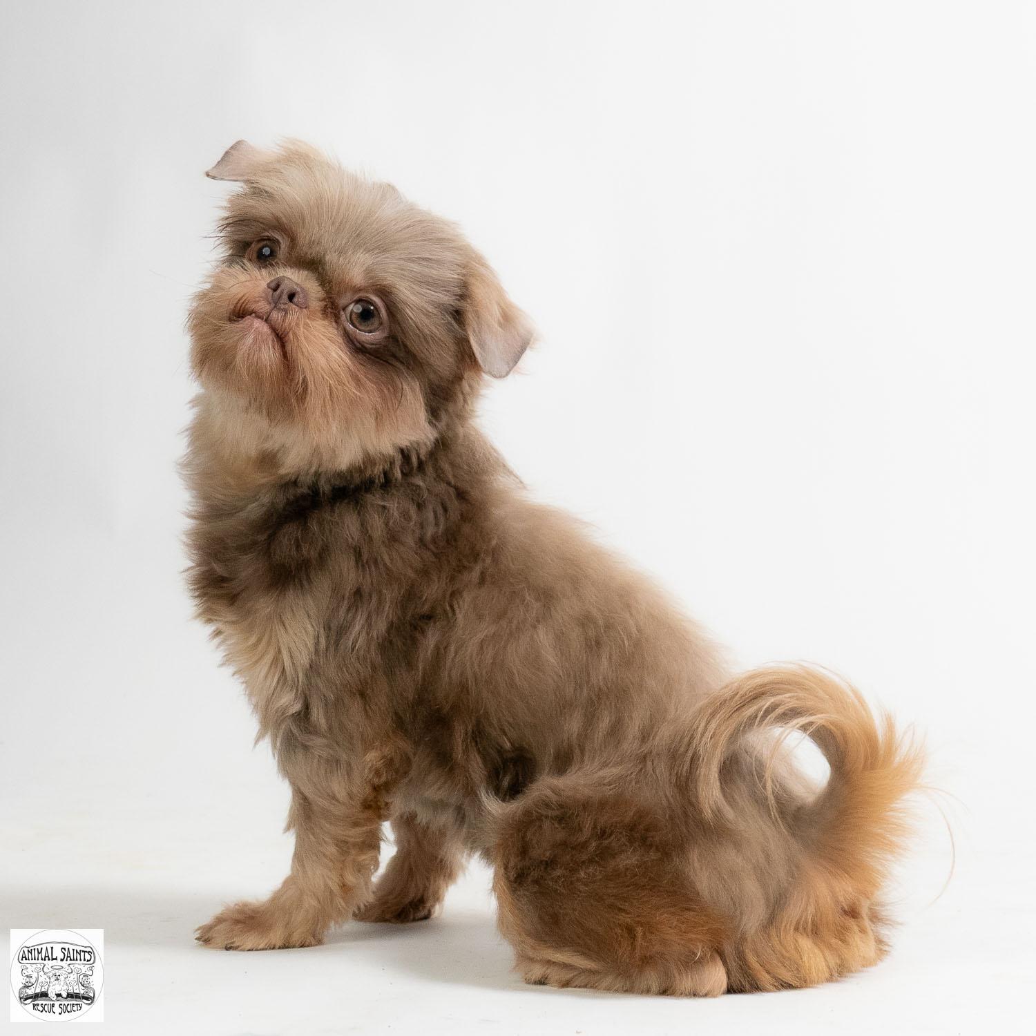 Enlarge Jemma, an adopted Shih Tzu in Fort Montgomery, NY image 4/6