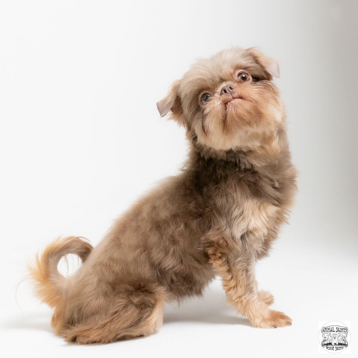 Enlarge Jemma, an adopted Shih Tzu in Fort Montgomery, NY image 2/6