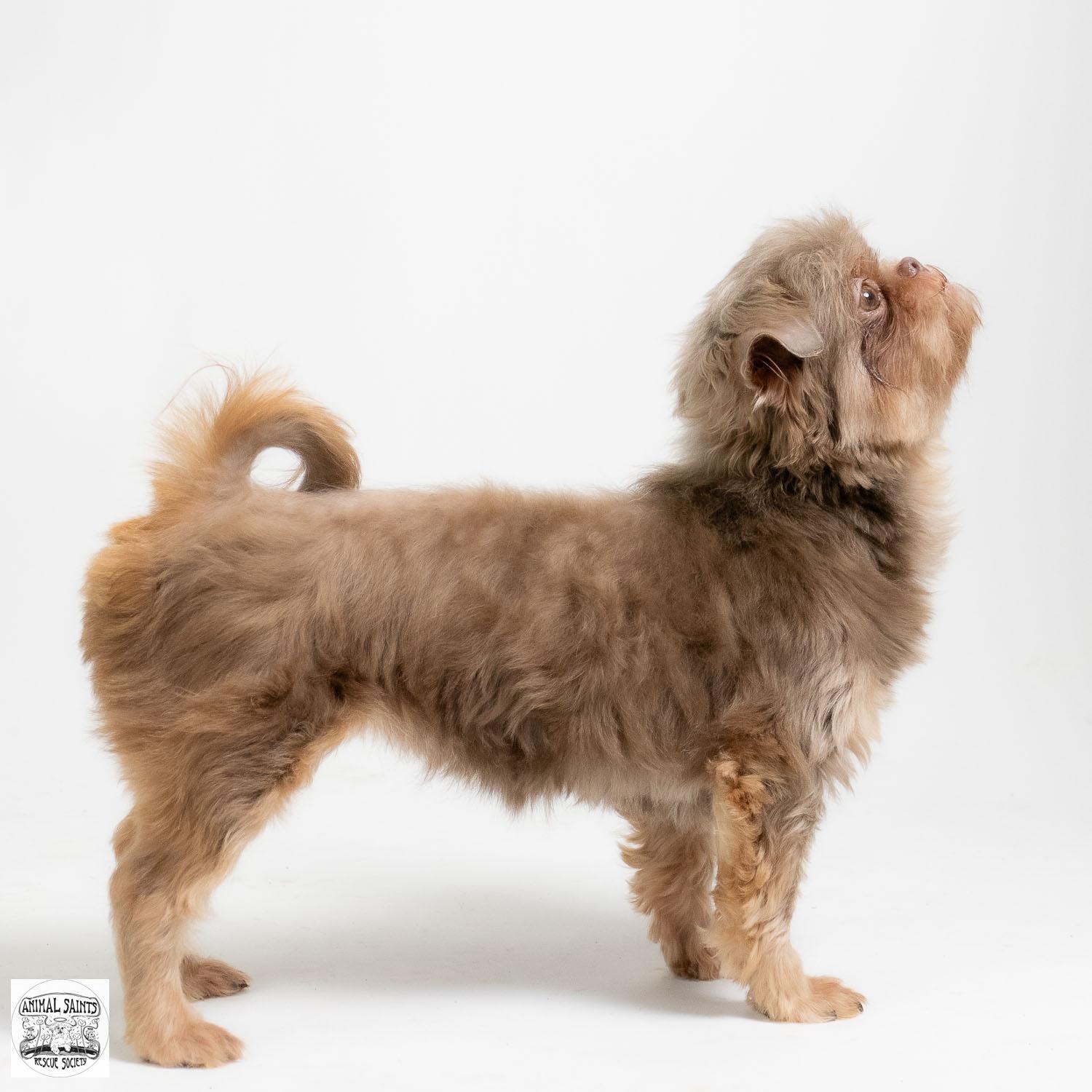 Enlarge Jemma, an adopted Shih Tzu in Fort Montgomery, NY image 5/6