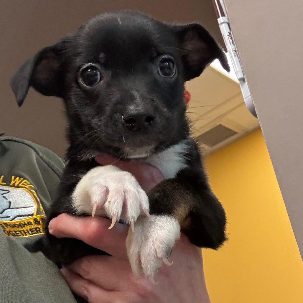 Enlarge Amber, a Adoptable mixed breed in Bend, OR image 1/1