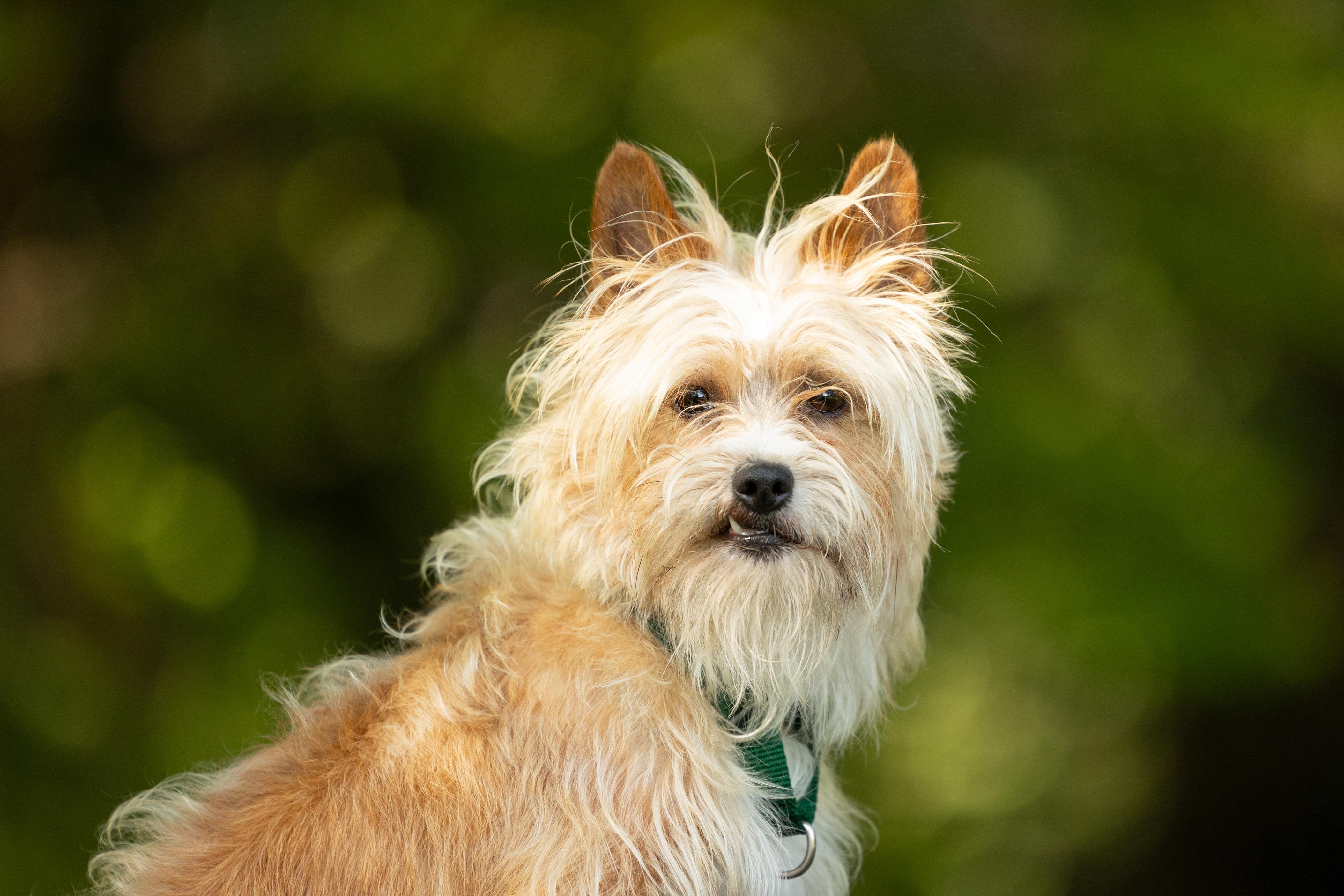 Banjo, a Adoptable mixed breed in Hillsborough, NC image 2/6