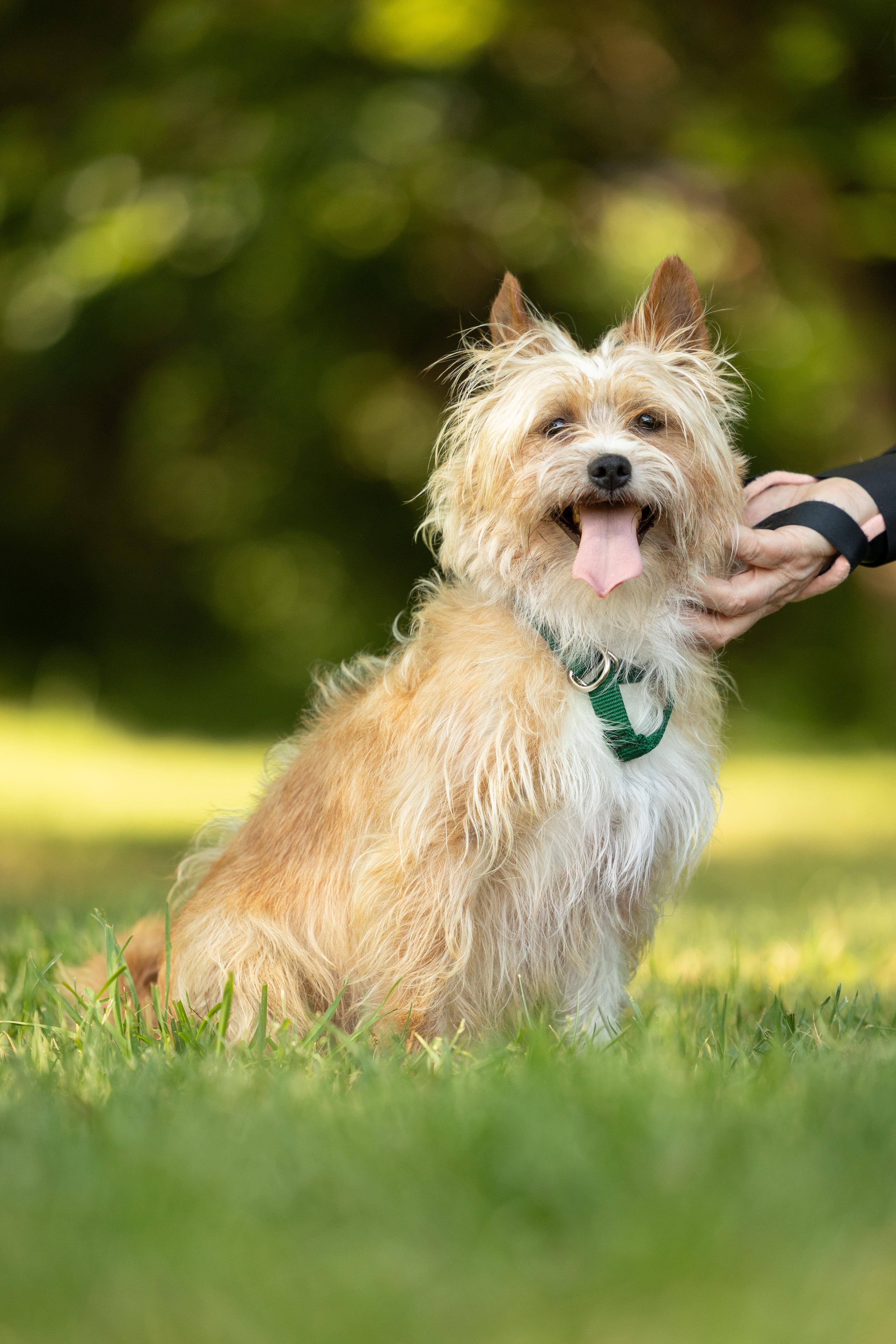 Banjo, a Adoptable mixed breed in Hillsborough, NC image 3/6