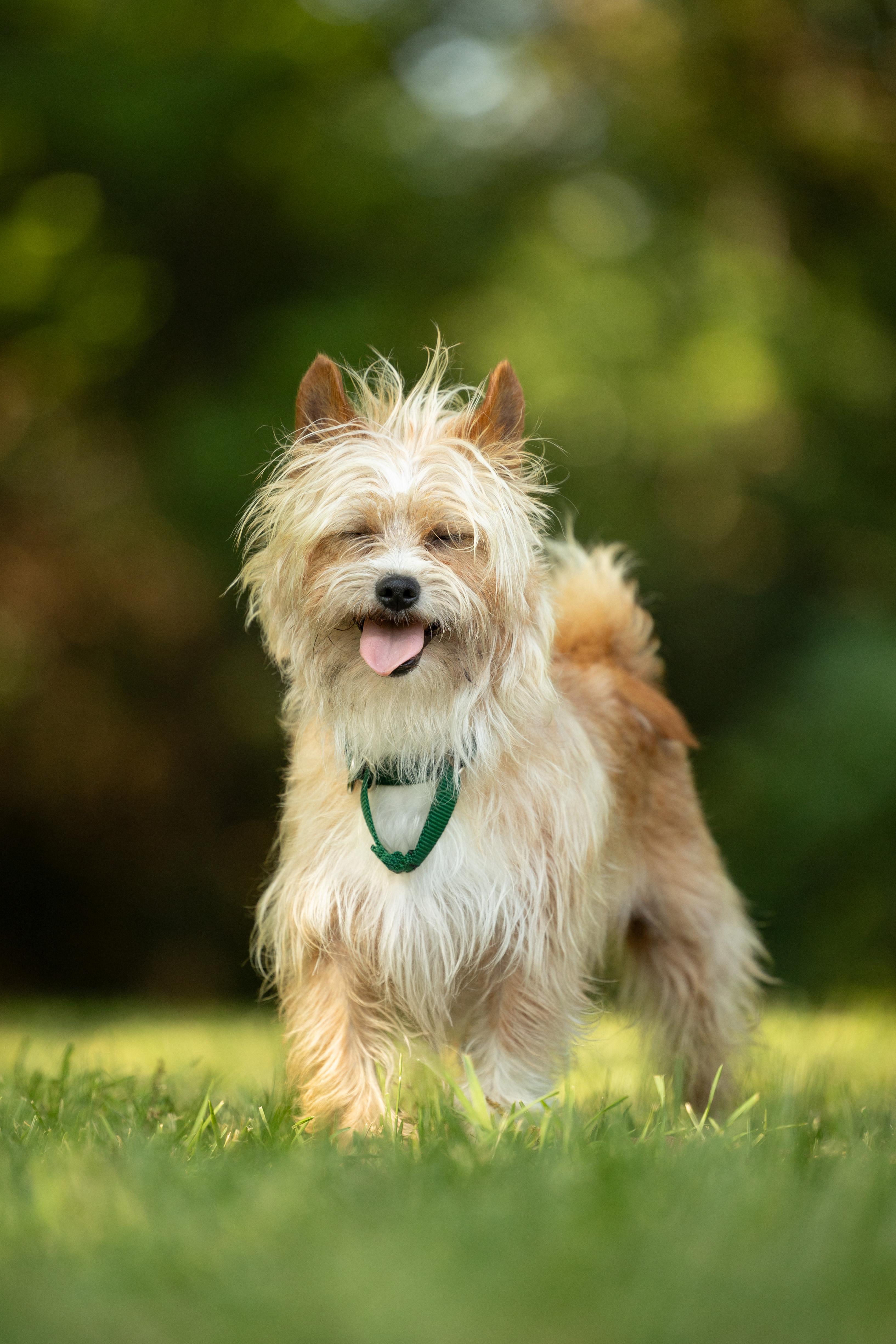 Banjo, a Adoptable mixed breed in Hillsborough, NC image 4/6