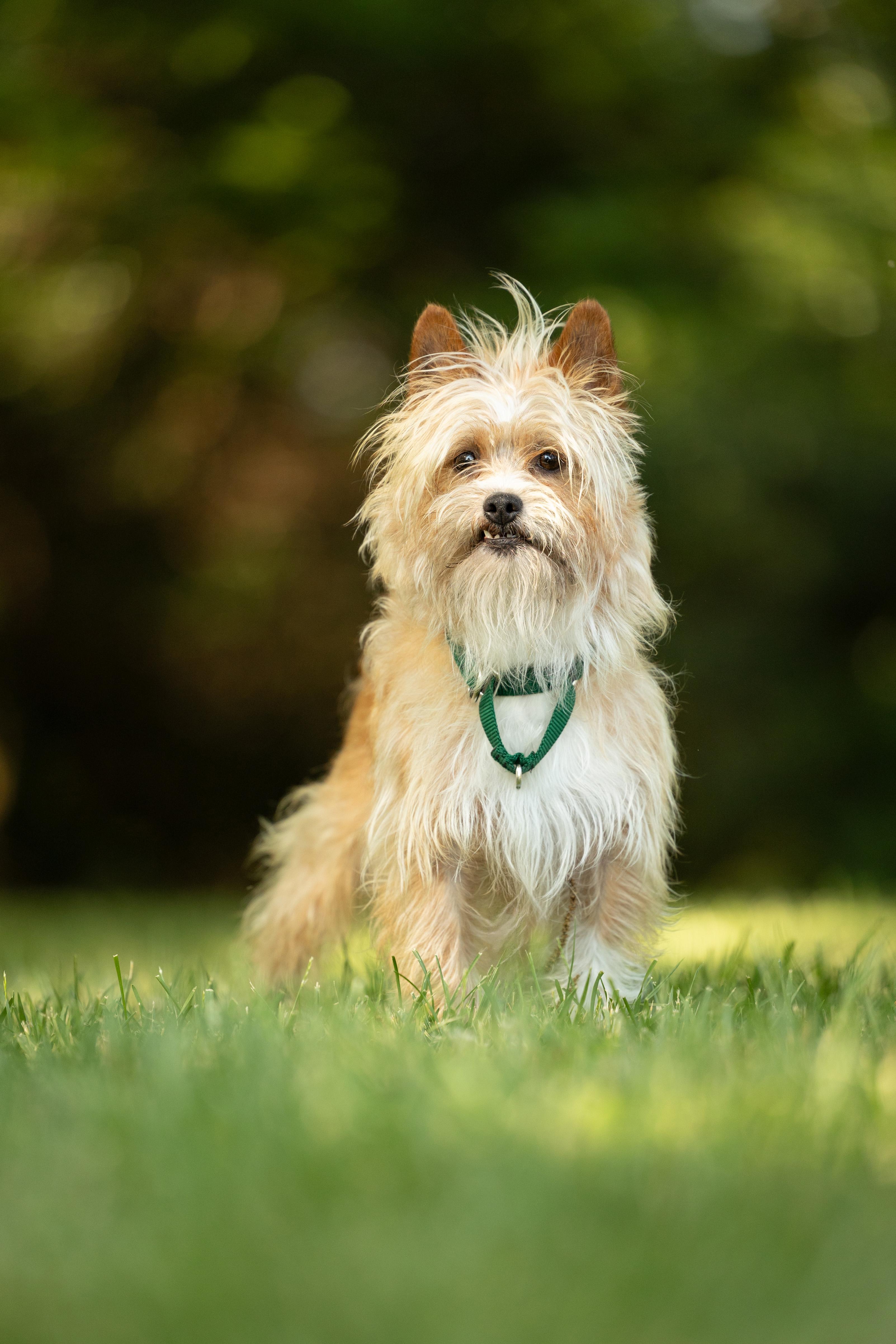 Banjo, a Adoptable mixed breed in Hillsborough, NC image 6/6