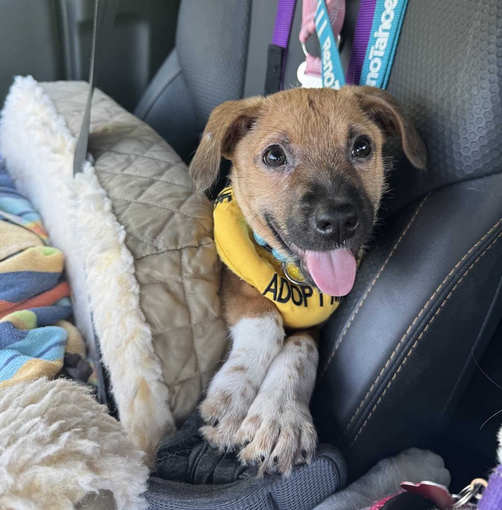 Astro Jetson, Adoptable, Puppy Male Terrier.