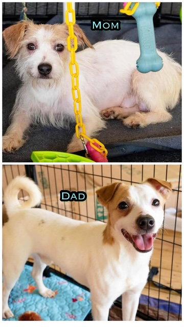 Enlarge Astro Jetson, a Adoptable Terrier in Alpharetta, GA image 2/3