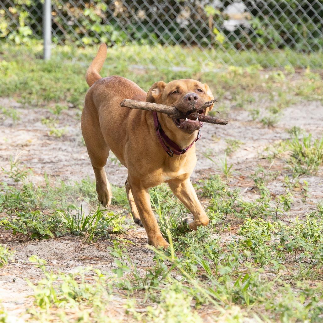 Shelby, Adoptable, Adult Female Mixed Breed.