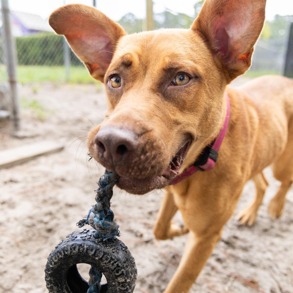 Enlarge Shelby, a Adoptable Mixed Breed in Gainesville, FL image 2/6