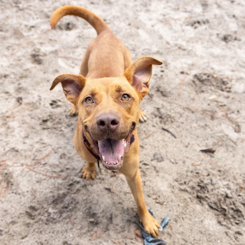 Enlarge Shelby, a Adoptable Mixed Breed in Gainesville, FL image 3/6