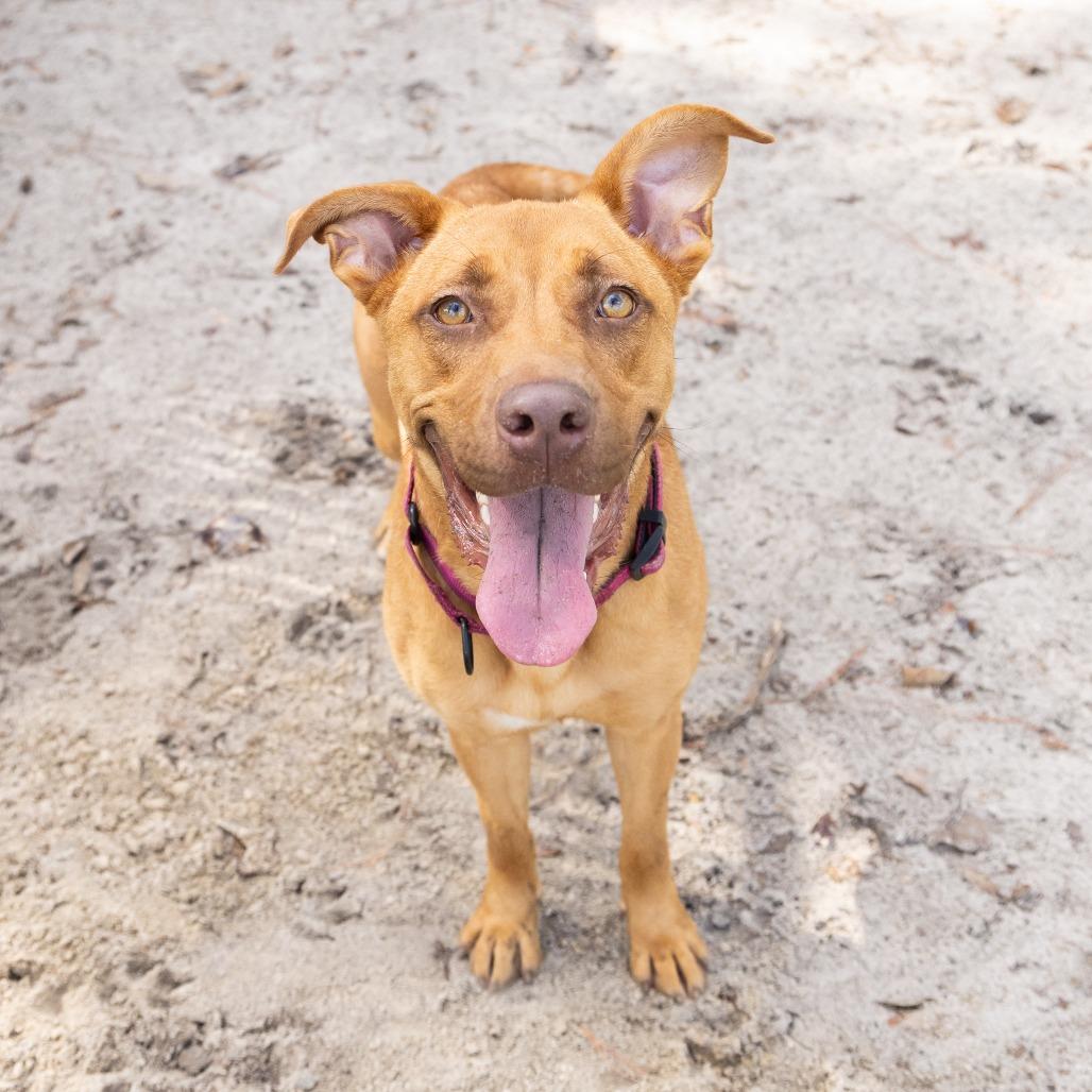 Enlarge Shelby, a Adoptable Mixed Breed in Gainesville, FL image 4/6