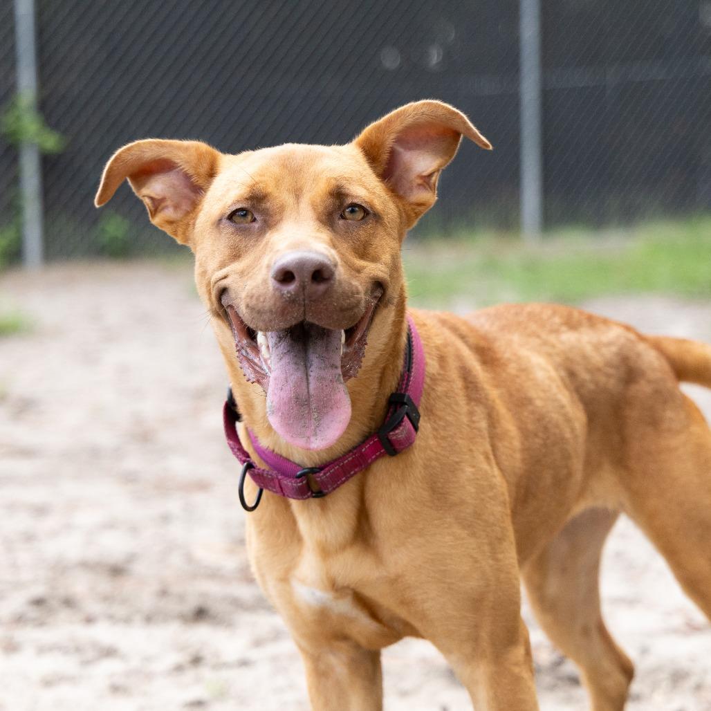 Enlarge Shelby, a Adoptable Mixed Breed in Gainesville, FL image 5/6