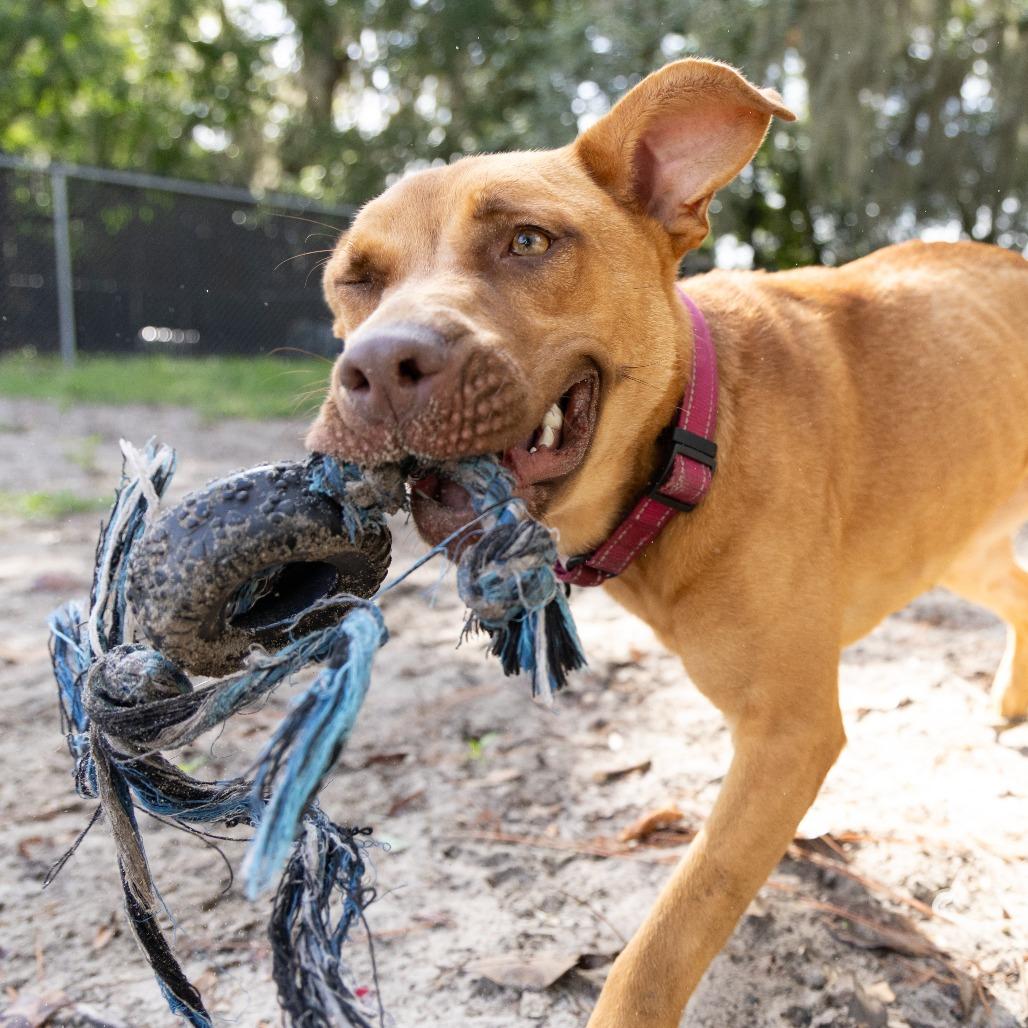 Enlarge Shelby, a Adoptable Mixed Breed in Gainesville, FL image 6/6