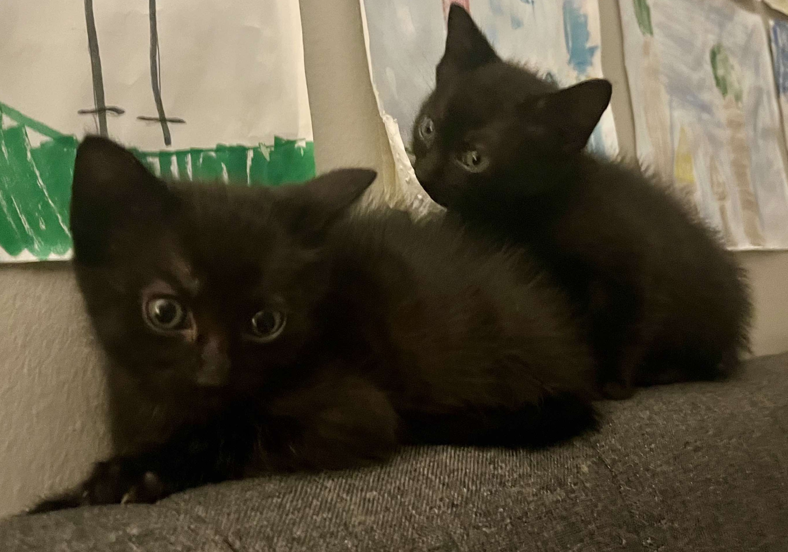 Cat for adoption Coal (Bonded with Sky), a Domestic Short Hair in Oak