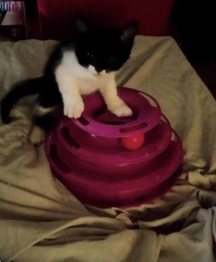 Batman, adoptable, Kitten Male Domestic Short Hair.