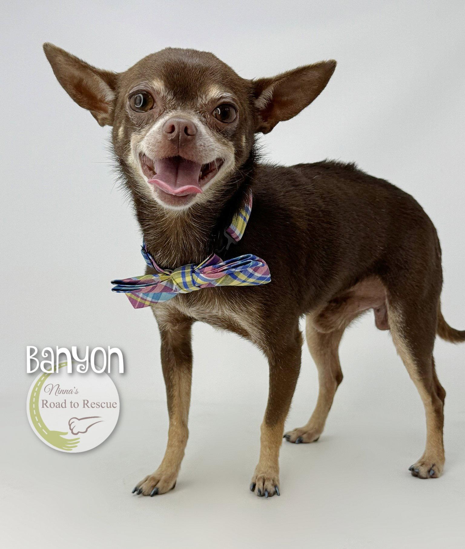 Enlarge Banyan, a Adoptable Chihuahua in Benton, LA image 1/2