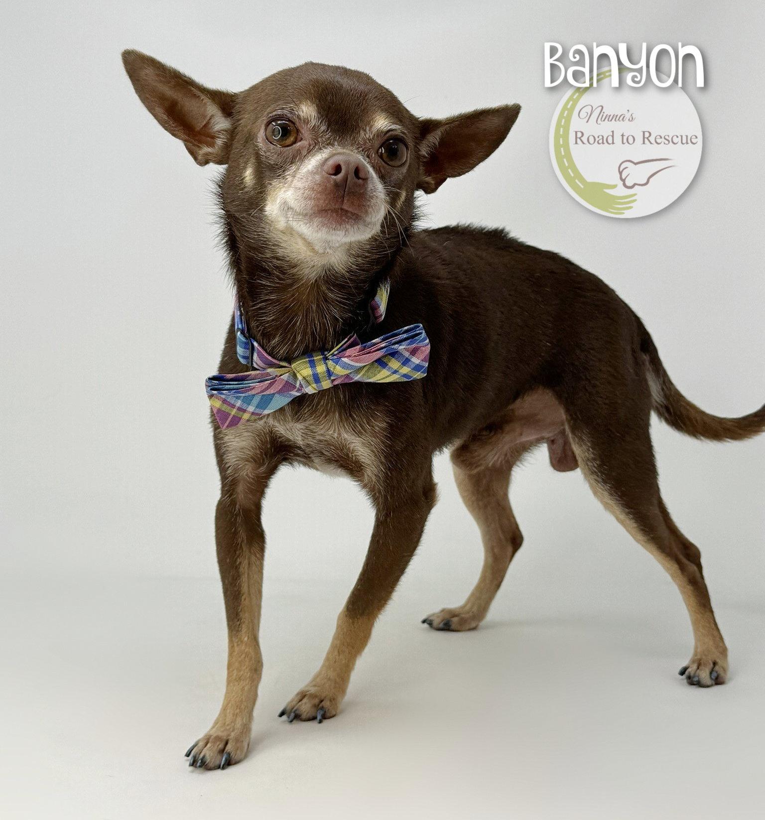 Enlarge Banyan, a Adoptable Chihuahua in Benton, LA image 2/2