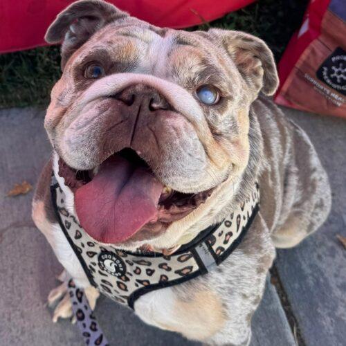 Enlarge ZELLA, a Adoptable English Bulldog in San Juan Capistrano, CA image 1/6