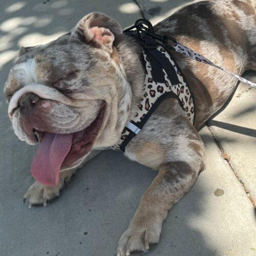 Enlarge ZELLA, a Adoptable English Bulldog in San Juan Capistrano, CA image 2/6