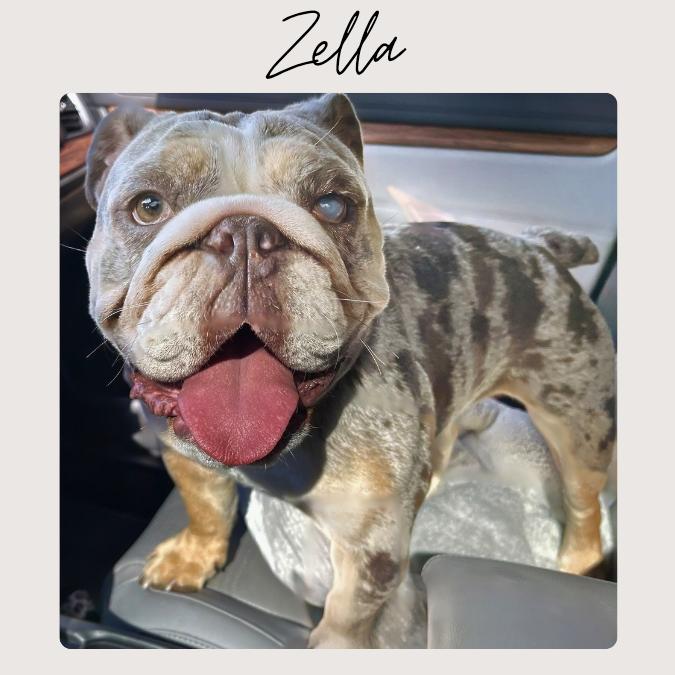 Enlarge ZELLA, a Adoptable English Bulldog in San Juan Capistrano, CA image 3/6