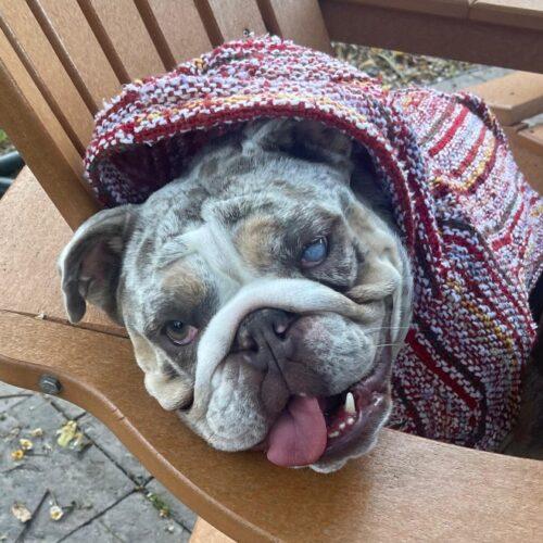 Enlarge ZELLA, a Adoptable English Bulldog in San Juan Capistrano, CA image 4/6