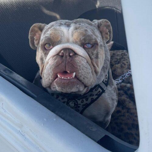 Enlarge ZELLA, a Adoptable English Bulldog in San Juan Capistrano, CA image 5/6
