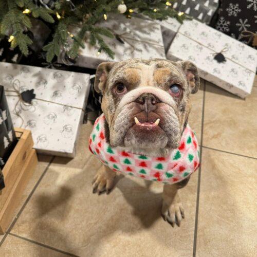Enlarge ZELLA, a Adoptable English Bulldog in San Juan Capistrano, CA image 6/6