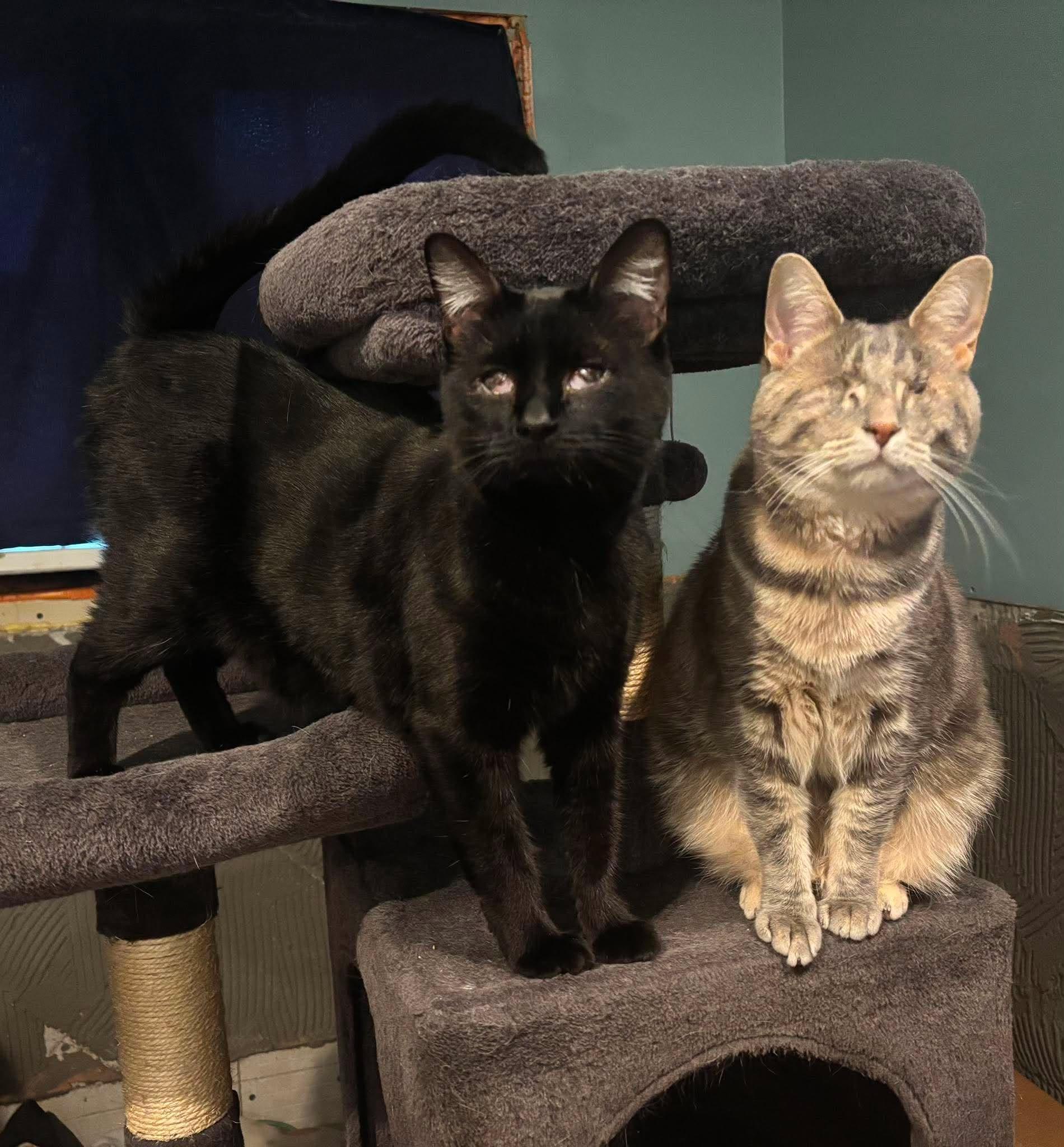 Peach & Kiwi -BONDED PAIR-, ADOPTABLE, Adult Female Domestic Short Hair.