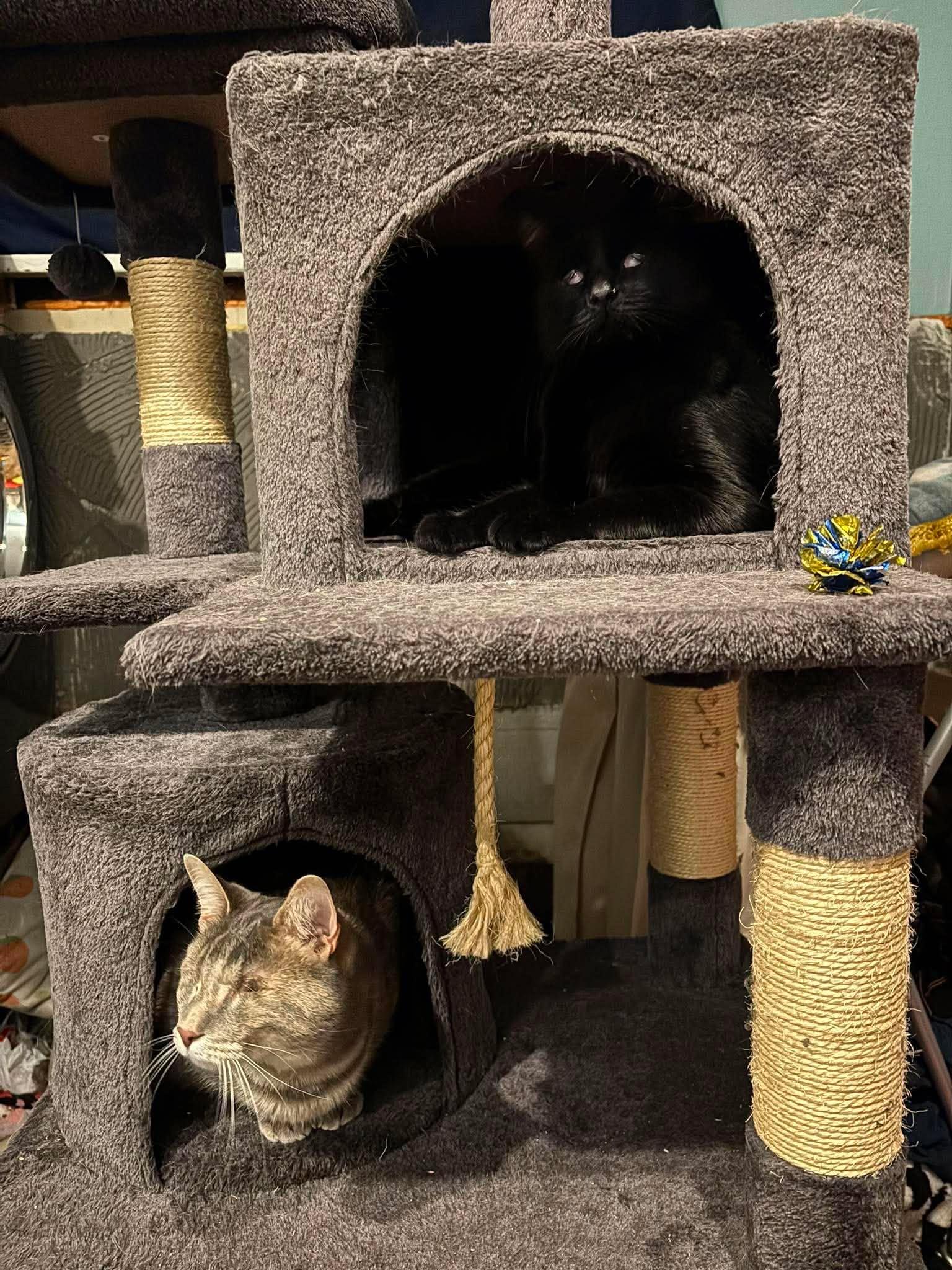 Enlarge Peach & Kiwi -BONDED PAIR-, a ADOPTABLE Domestic Short Hair in Mount Morris, MI image 2/4