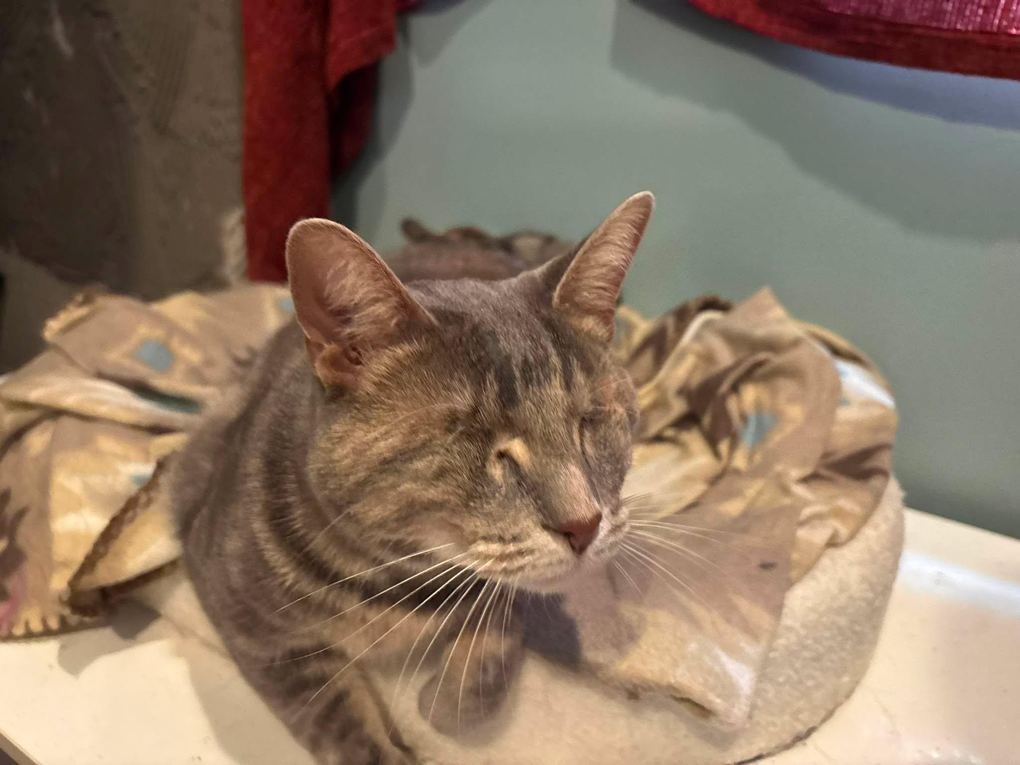 Enlarge Peach & Kiwi -BONDED PAIR-, a ADOPTABLE Domestic Short Hair in Mount Morris, MI image 4/4