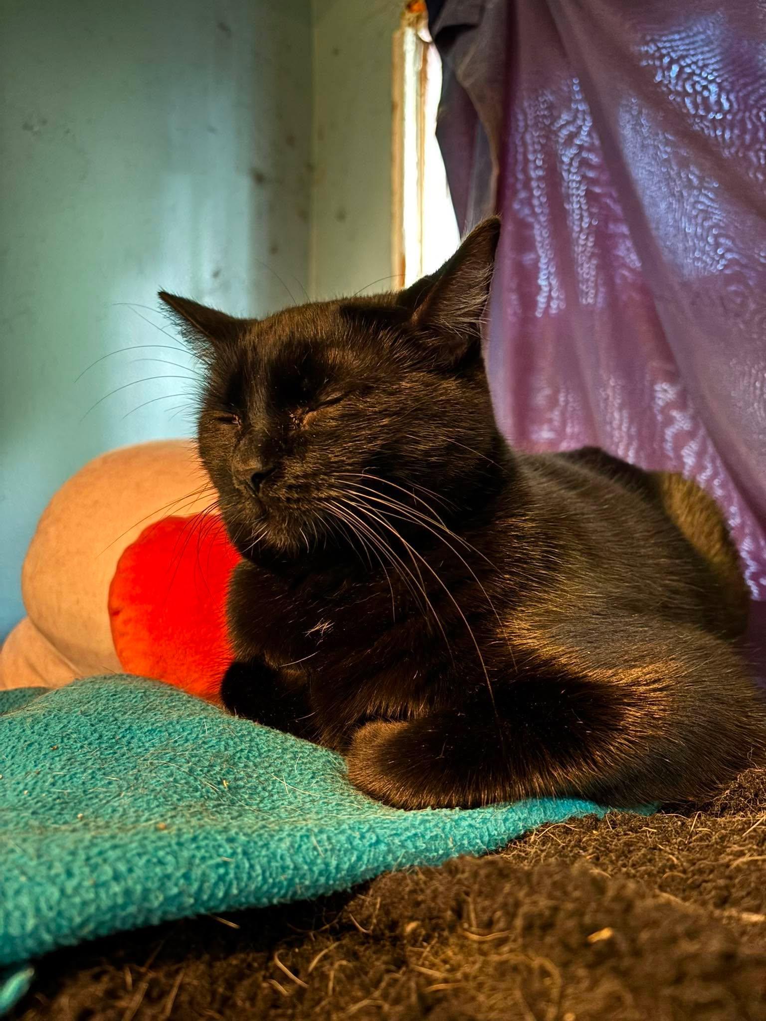 Enlarge Peach & Kiwi -BONDED PAIR-, a ADOPTABLE Domestic Short Hair in Mount Morris, MI image 3/4