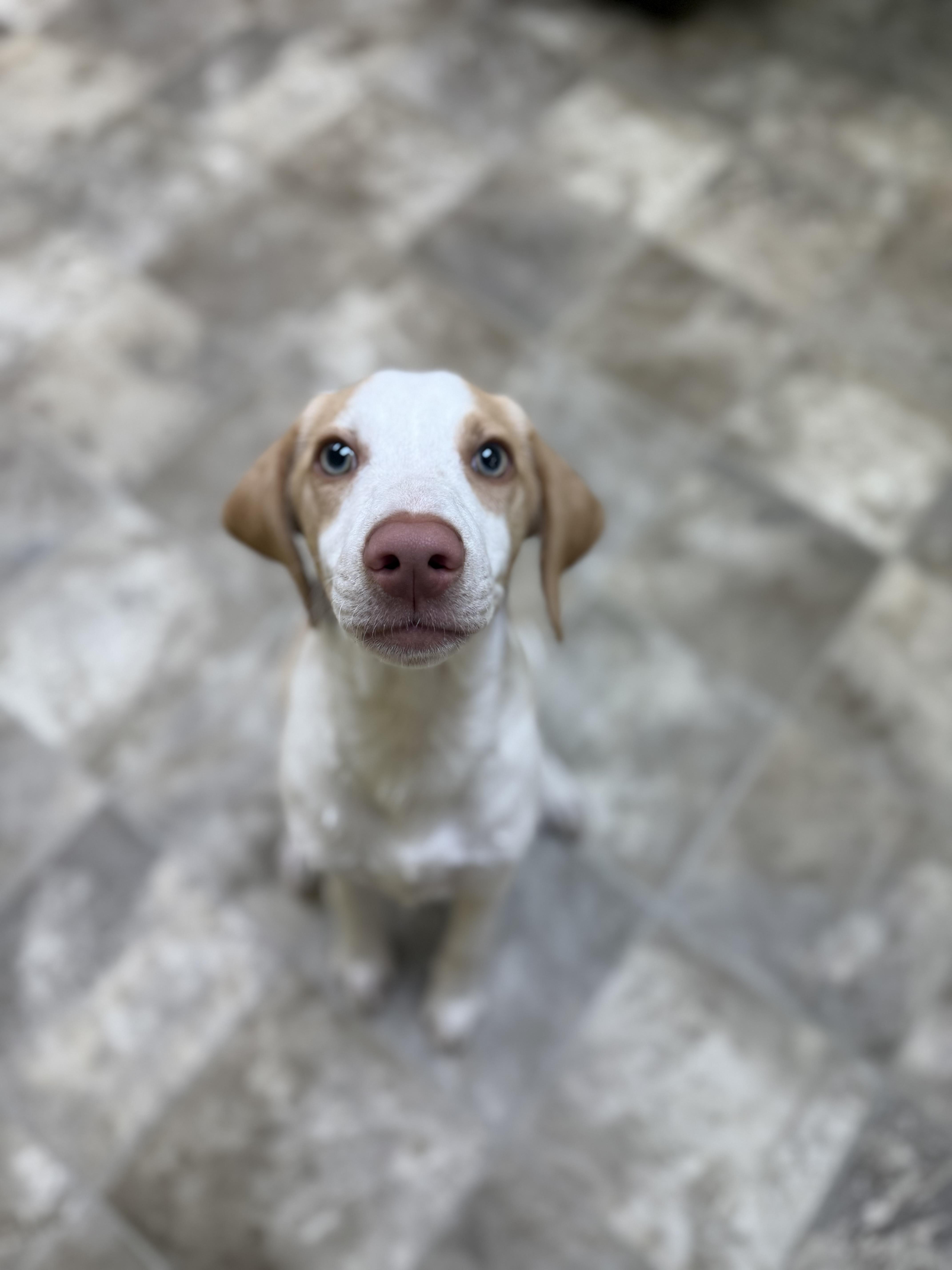 Tyler, Adoptable, Puppy Male Dachshund & Pointer.