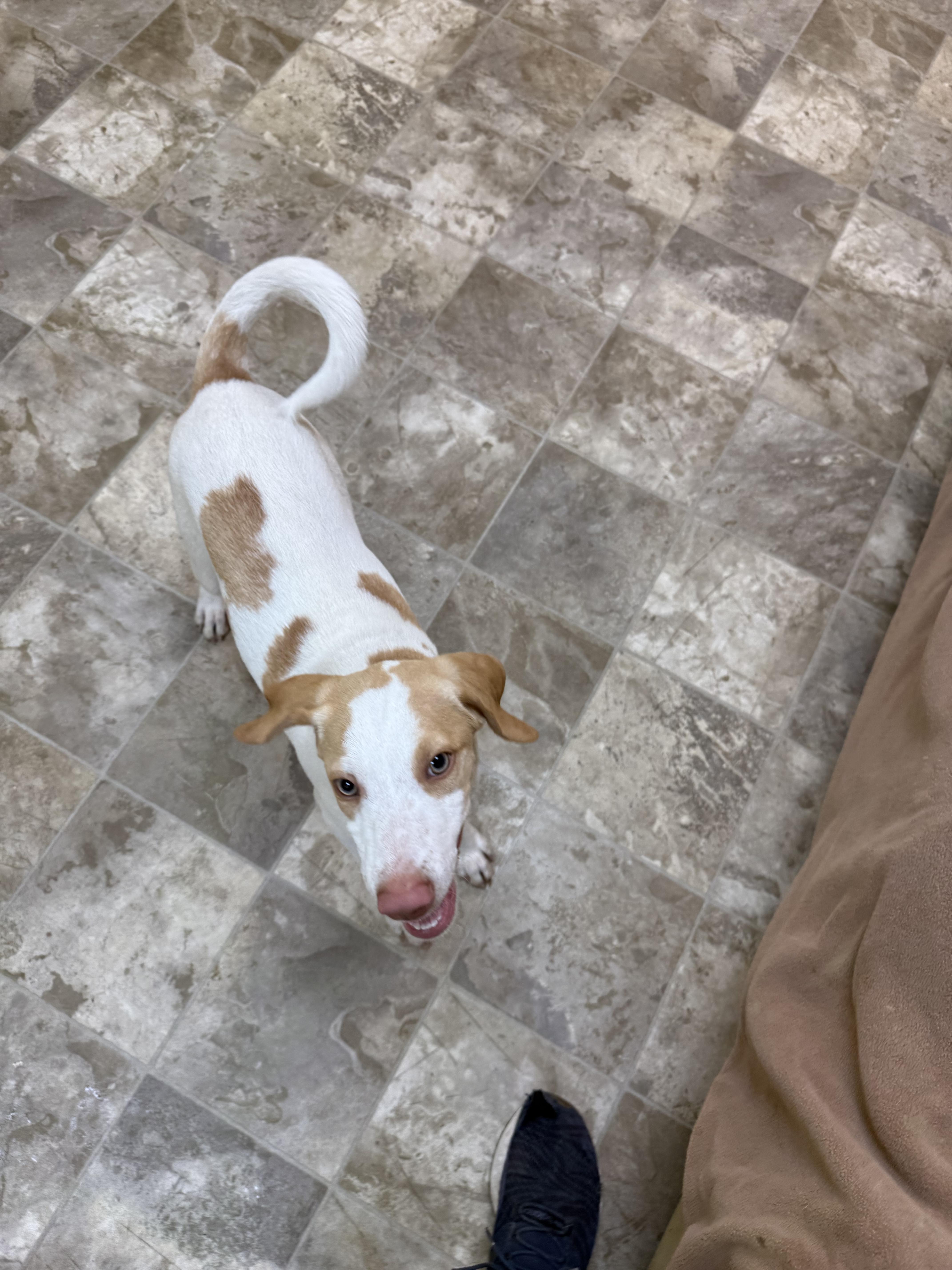 Tyler, a Adoptable mixed breed in Hiawatha, KS image 2/5