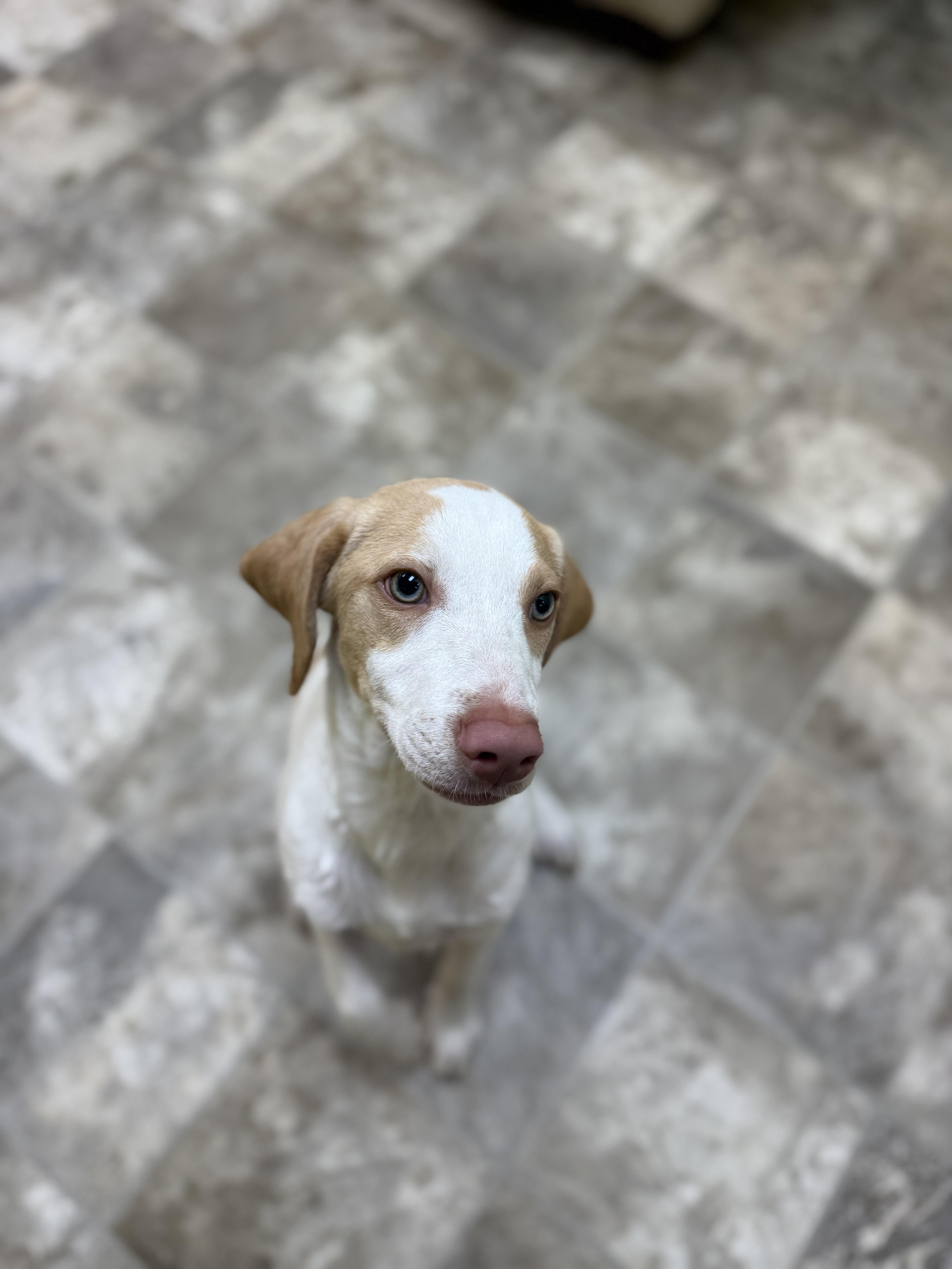 Tyler, a Adoptable mixed breed in Hiawatha, KS image 3/5