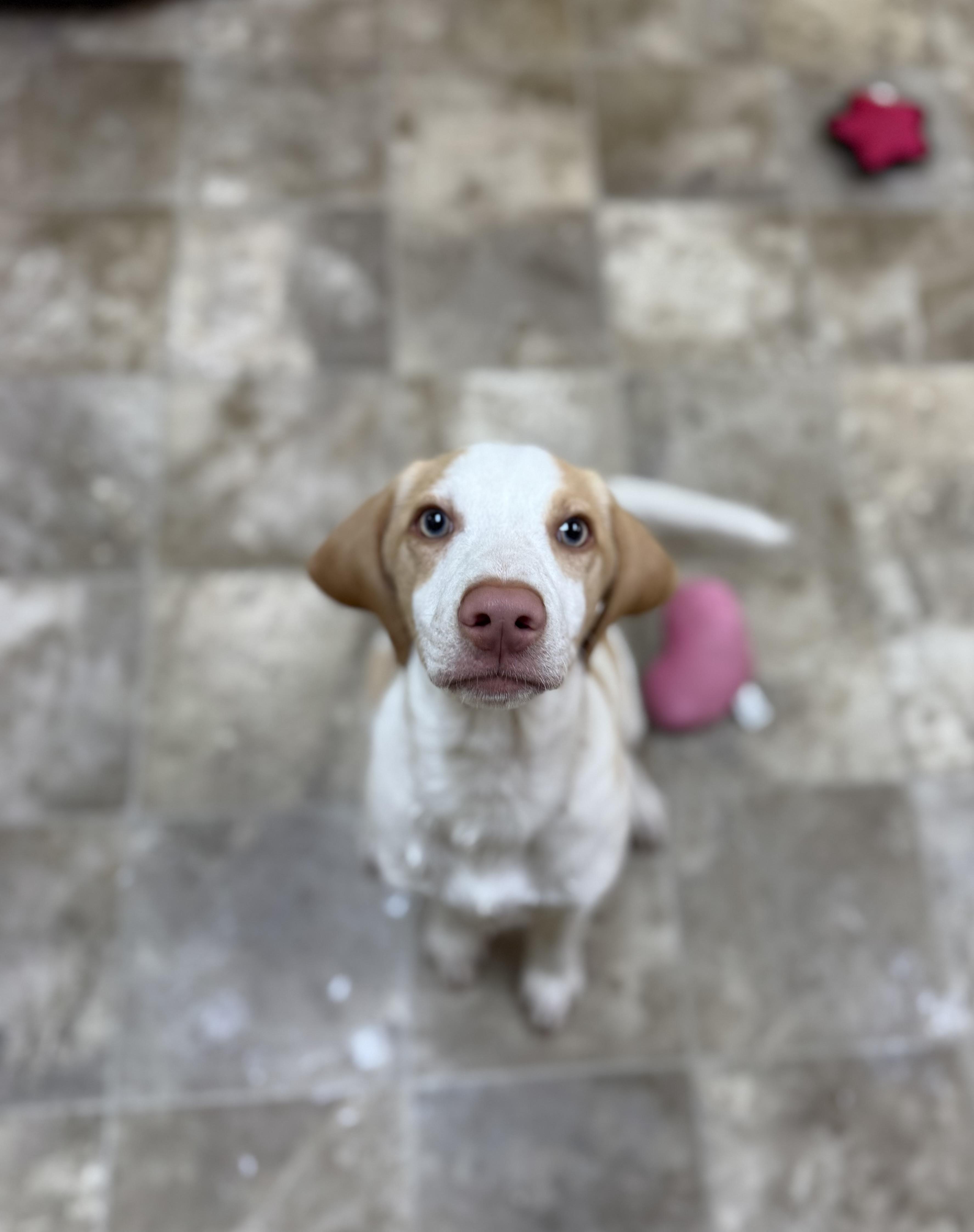 Tyler, a Adoptable mixed breed in Hiawatha, KS image 4/5